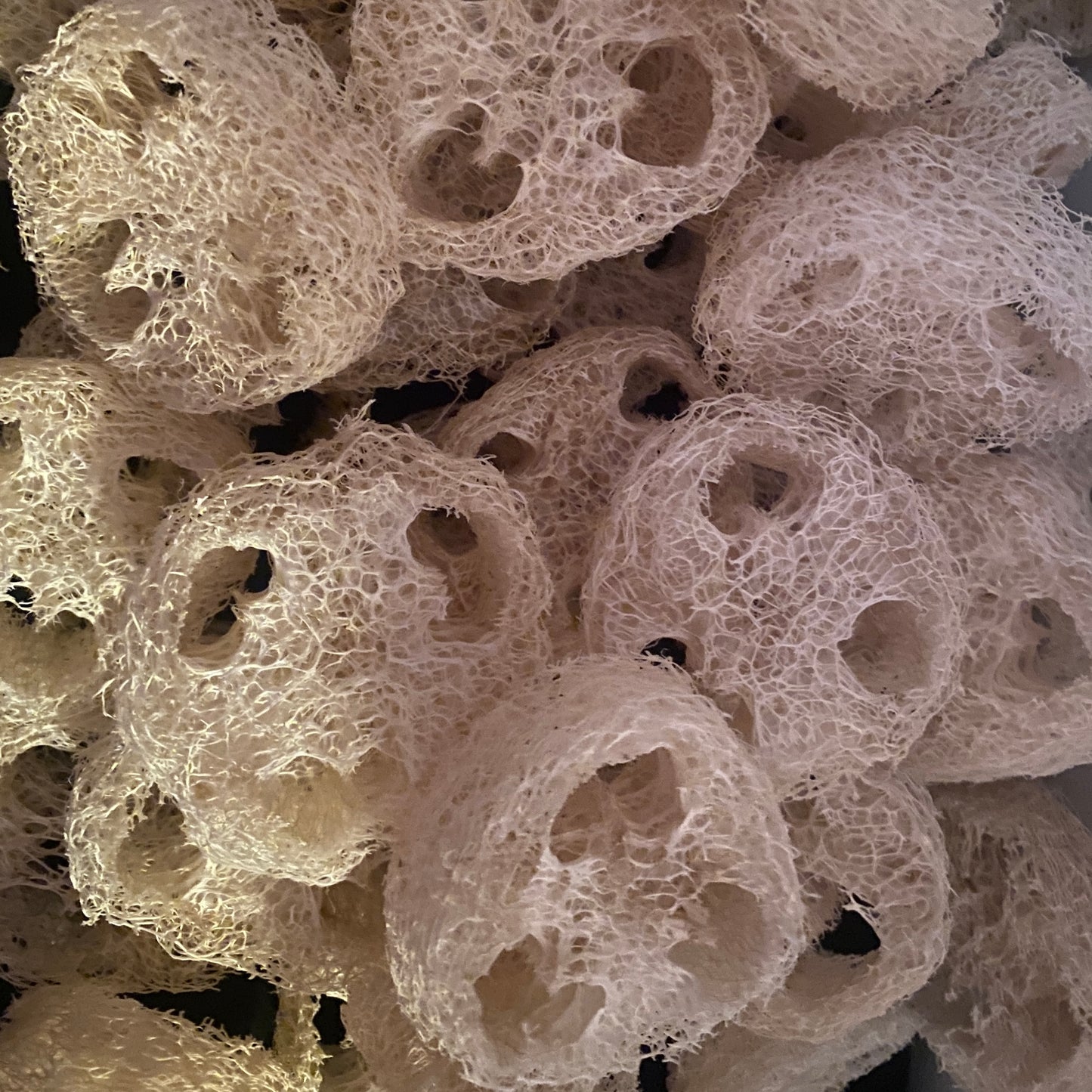 12 Loofah Rounds Cuts 3/4-1” thick Luffa 2 3/4-3” wide Organic Hand Harvested Pesticide Free