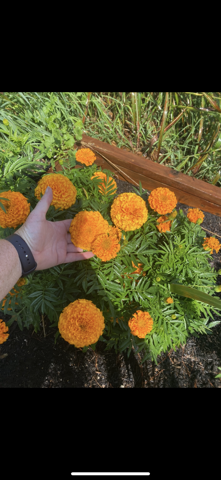 100 African Marigold Seeds Organic Hand Harvested Pesticide Free