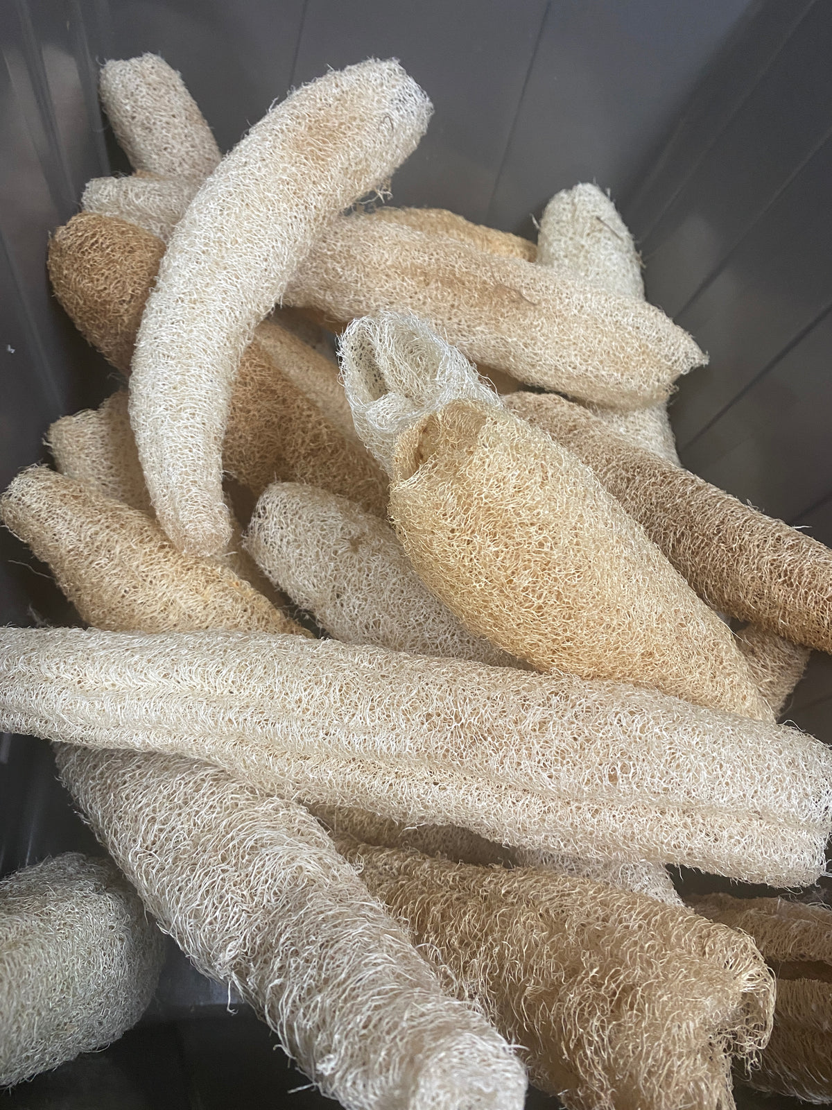 Whole Loofah Sponge