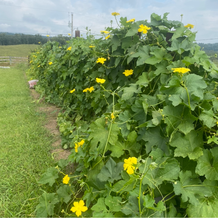 50 Loofah Seeds Hand Processed Organic Pesticide Free