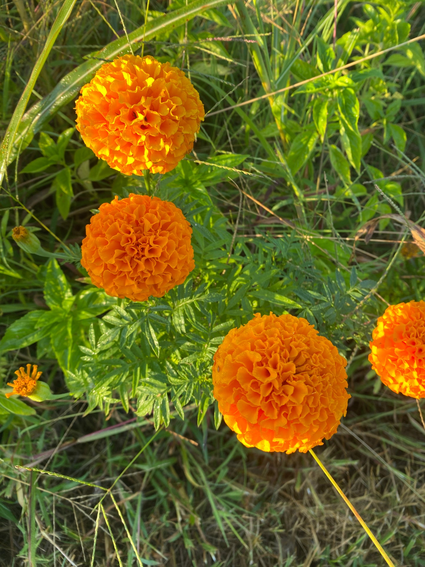 100 African Marigold Seeds Organic Hand Harvested Pesticide Free