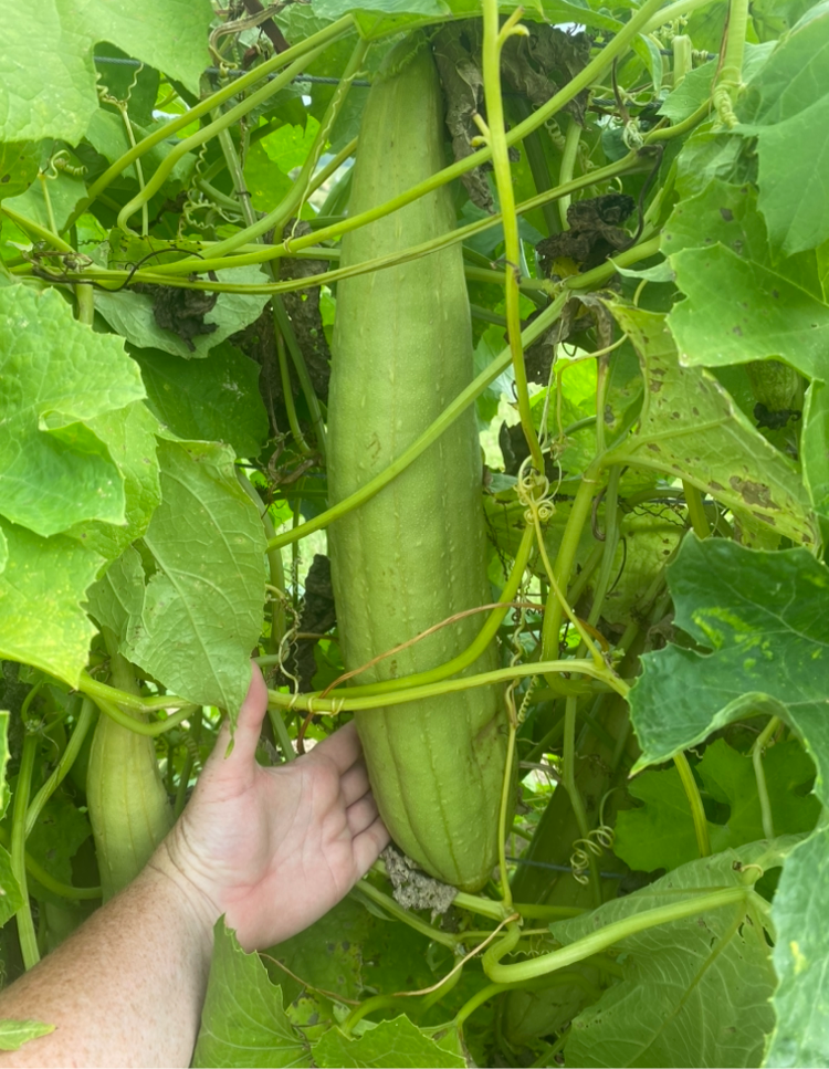 12 Loofah Rounds Cuts 3/4-1” thick Luffa 2 3/4-3” wide Organic Hand Harvested Pesticide Free