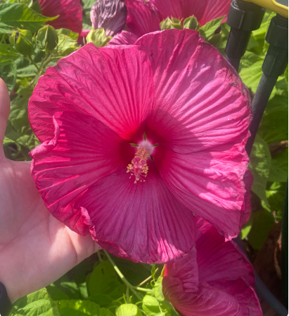 25 Red Luna Hardy Hibiscus Seeds: Deer Resistant Perennial Flower