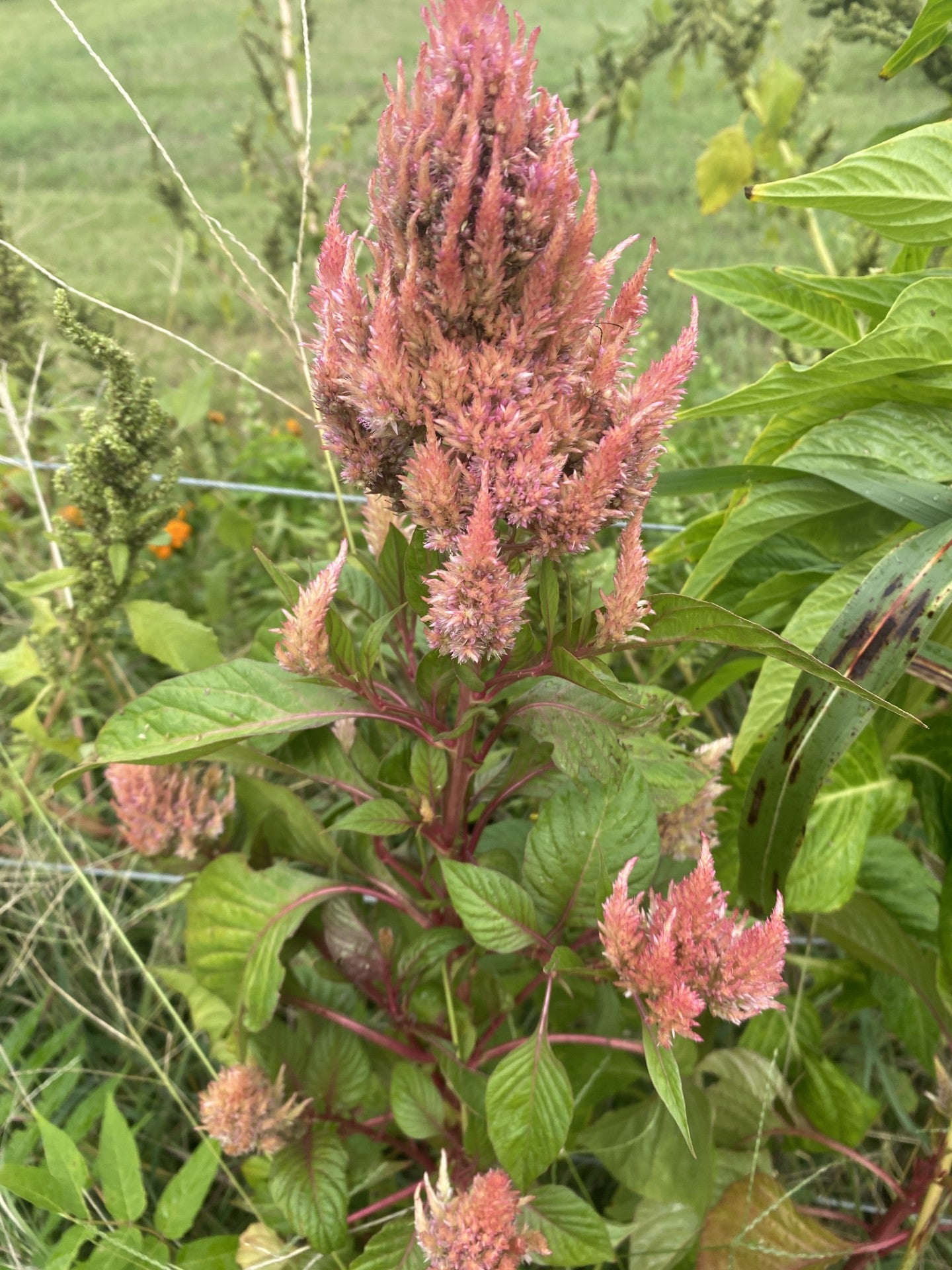 Celosia Mix Open Pollinated Hand Harvested Pesticide Free Attracts Bees and Pollinators-100 Seeds