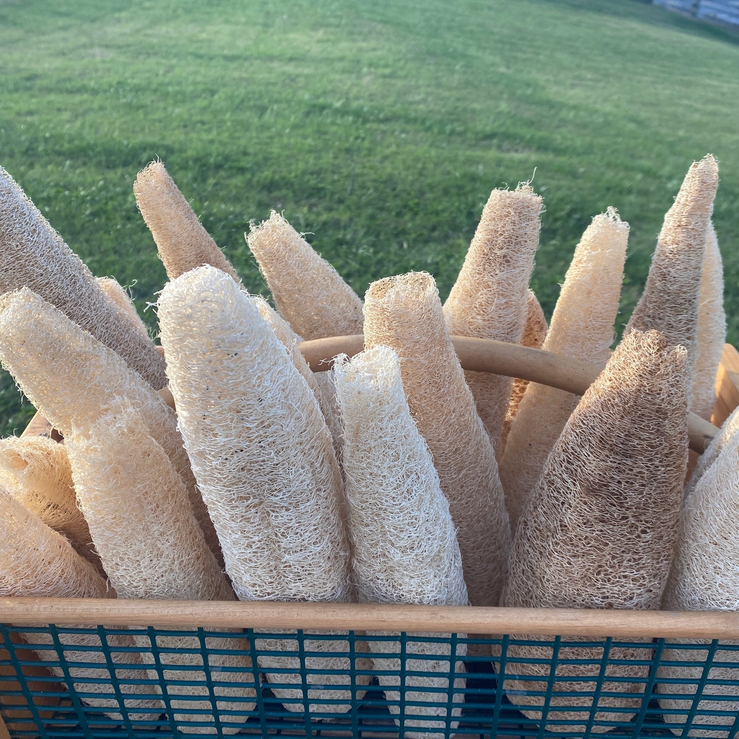 Loofah Products