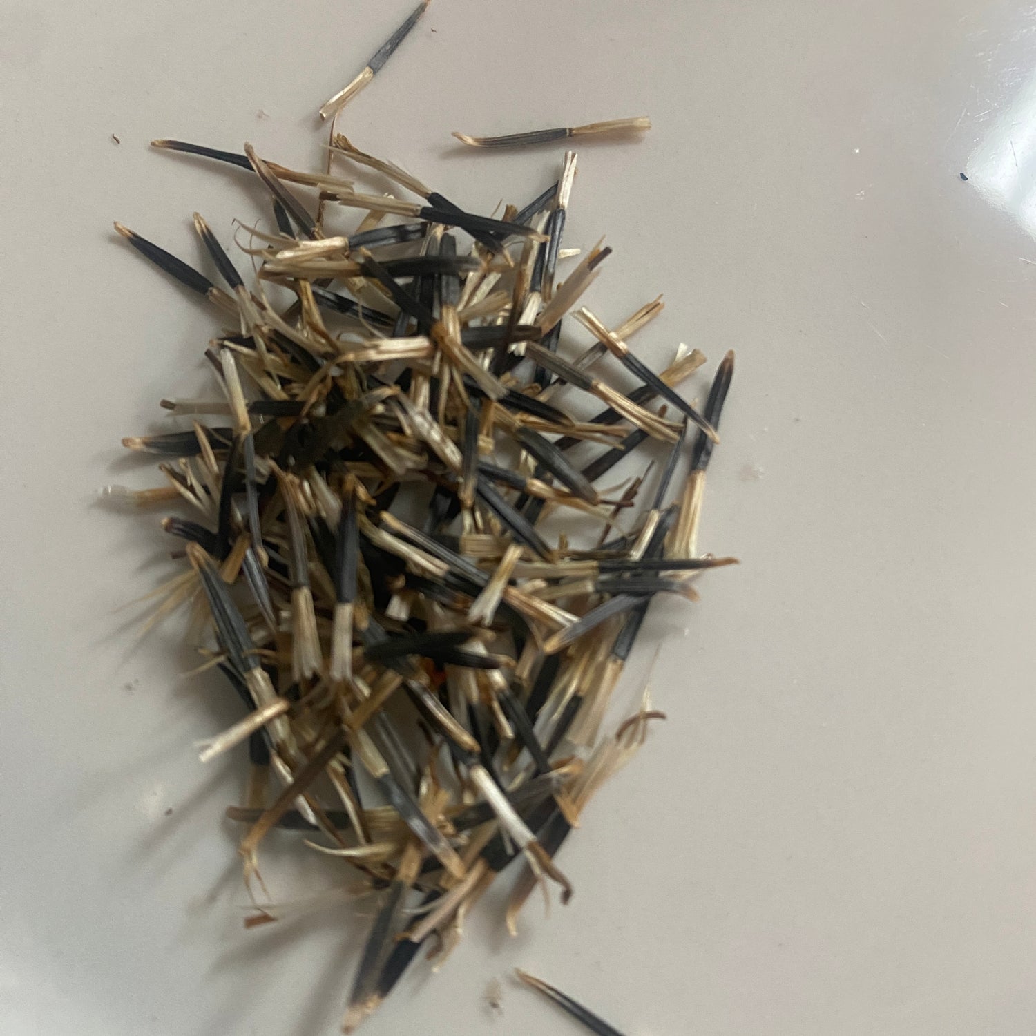 Seeds