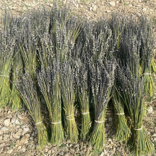 1 lb Dried Lavender Stem Bee Smoker Fuel – All-Natural Aromatic Fuel No Pesticides ever