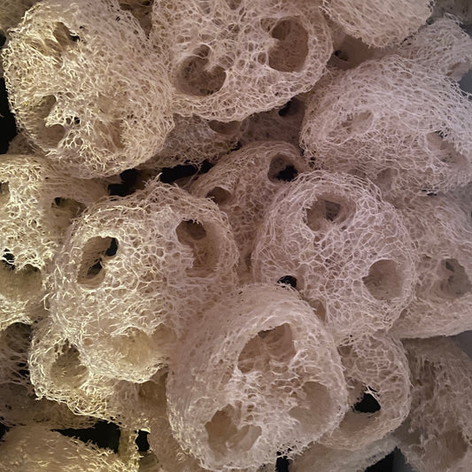 12 Loofah Rounds Cuts 3/4-1” thick Luffa 2 3/4-3” wide Organic Hand Harvested Pesticide Free