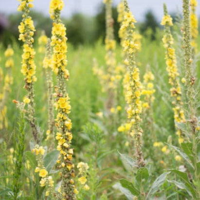 200 Common Mullein Seeds Organic No Pesticides Ever