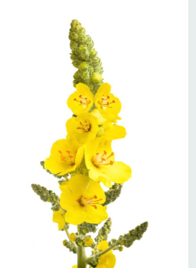 200 Common Mullein Seeds Organic No Pesticides Ever