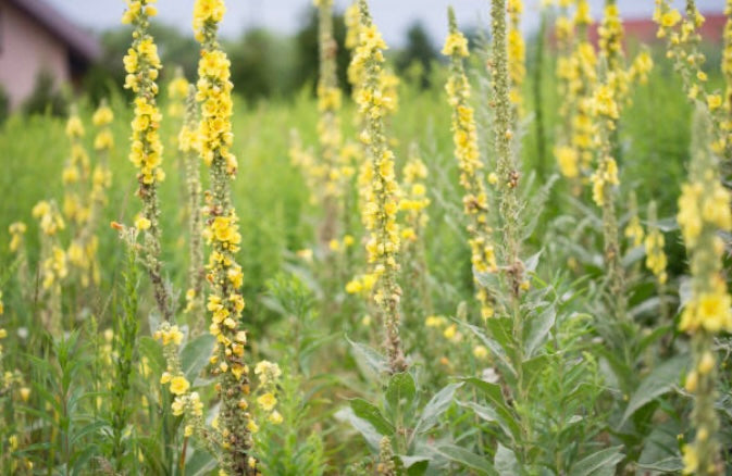 200 Common Mullein Seeds Organic No Pesticides Ever