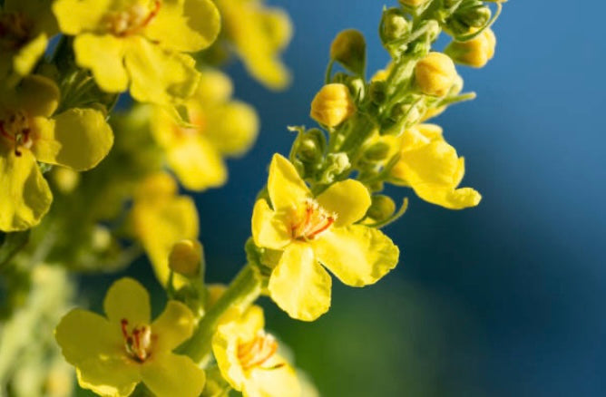 200 Common Mullein Seeds Organic No Pesticides Ever