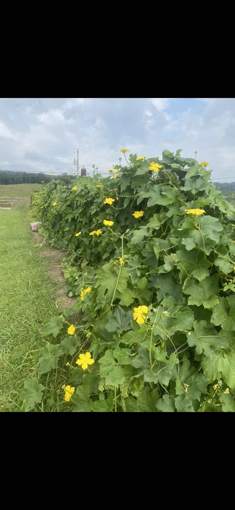 40 Loofah Seeds Hand Processed Organic Pesticide Free