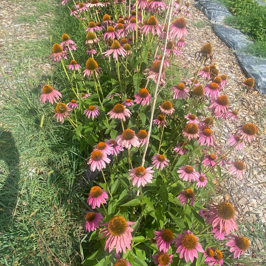 100 Echinacea Seeds Purple Coneflower Organic Hand Harvested Pesticide Free Attracts Bees and Pollinators