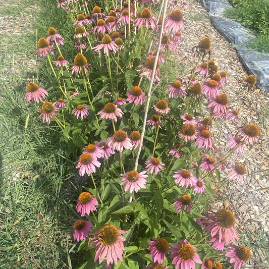 100 Echinacea Purple Coneflower Seeds Organic Hand Harvested Pesticide Free 100 Seeds