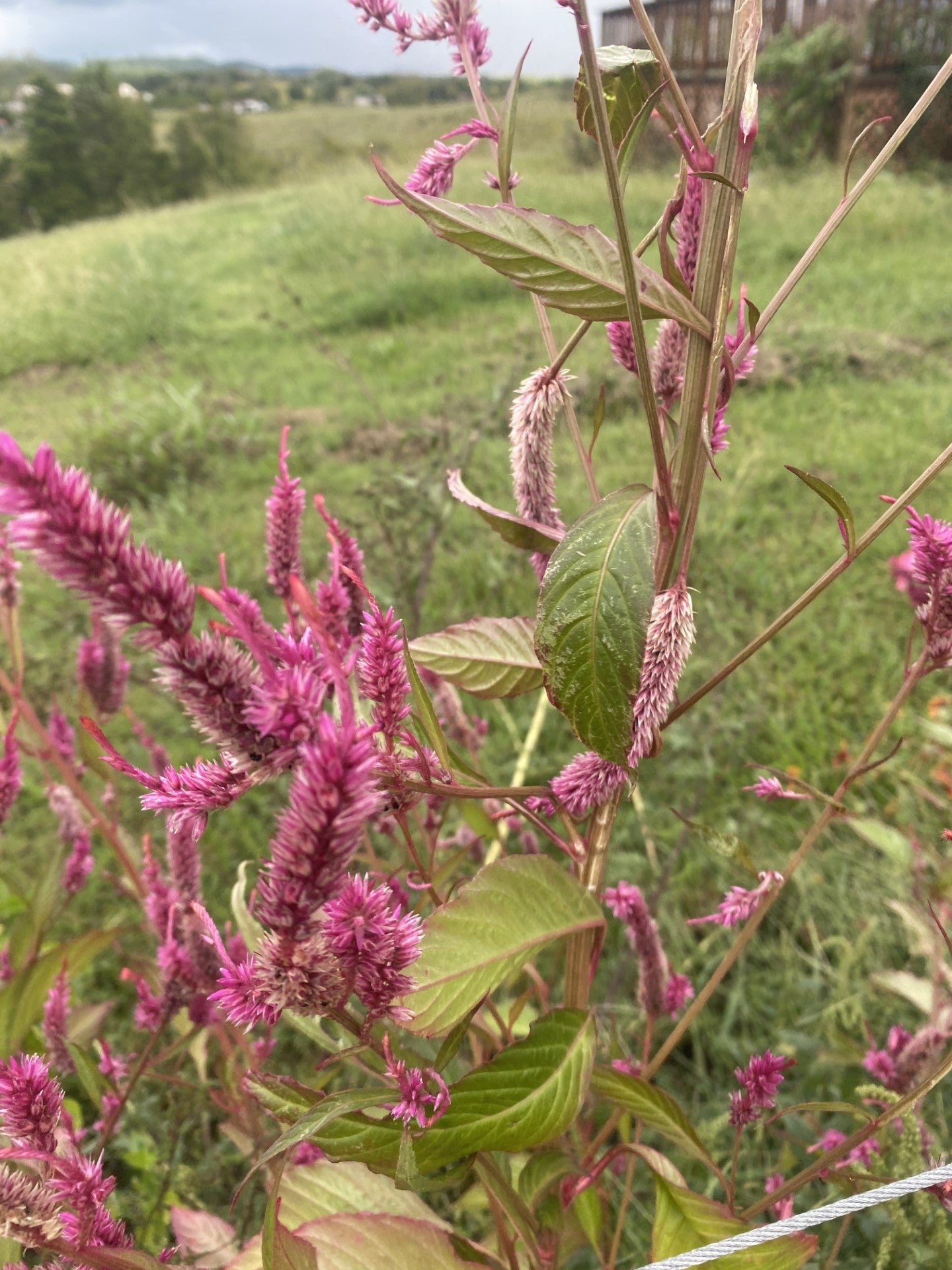 Celosia Mix Open Pollinated Hand Harvested Pesticide Free Attracts Bees and Pollinators-100 Seeds