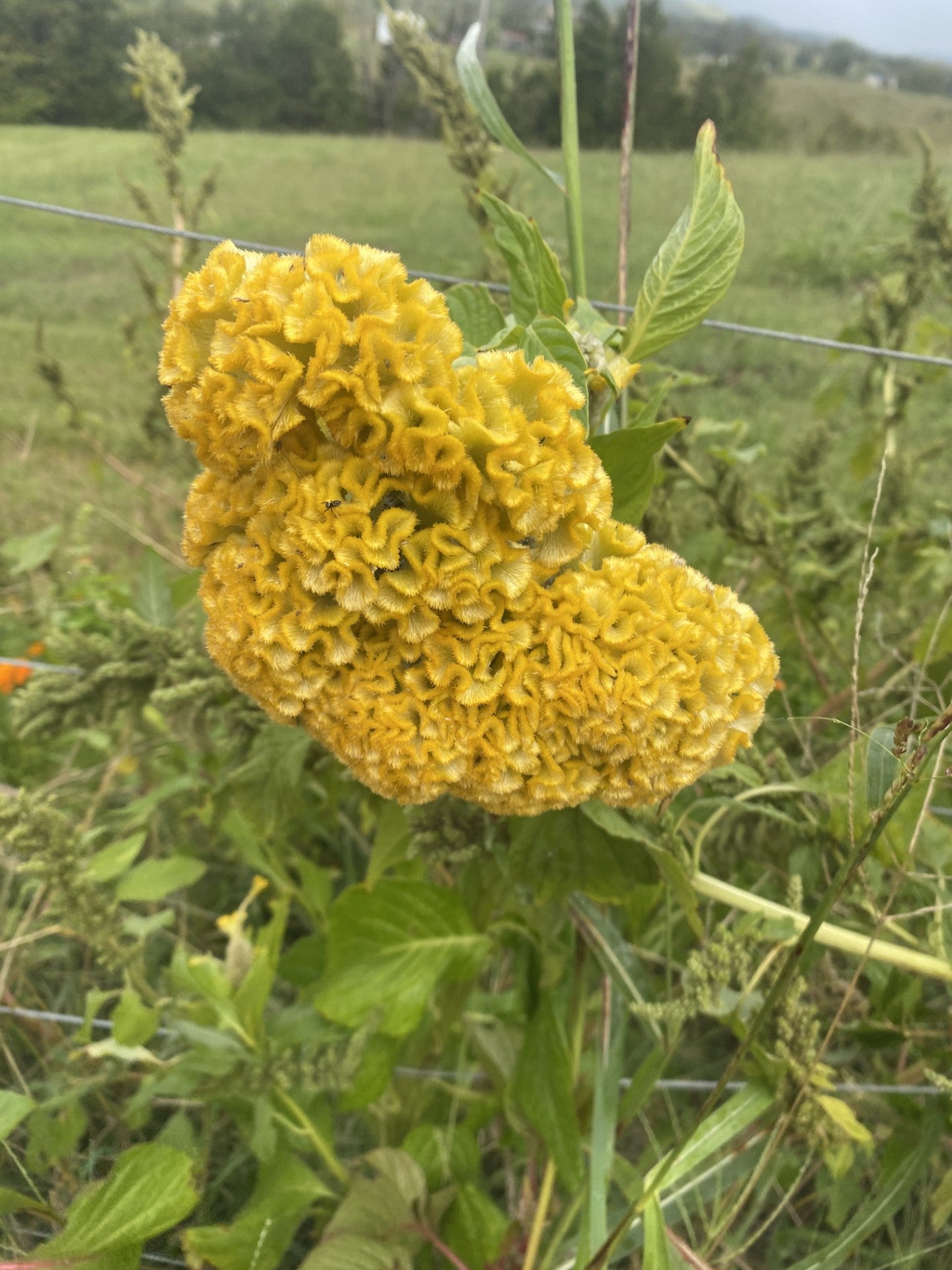 Celosia Mix Open Pollinated Hand Harvested Pesticide Free Attracts Bees and Pollinators-100 Seeds