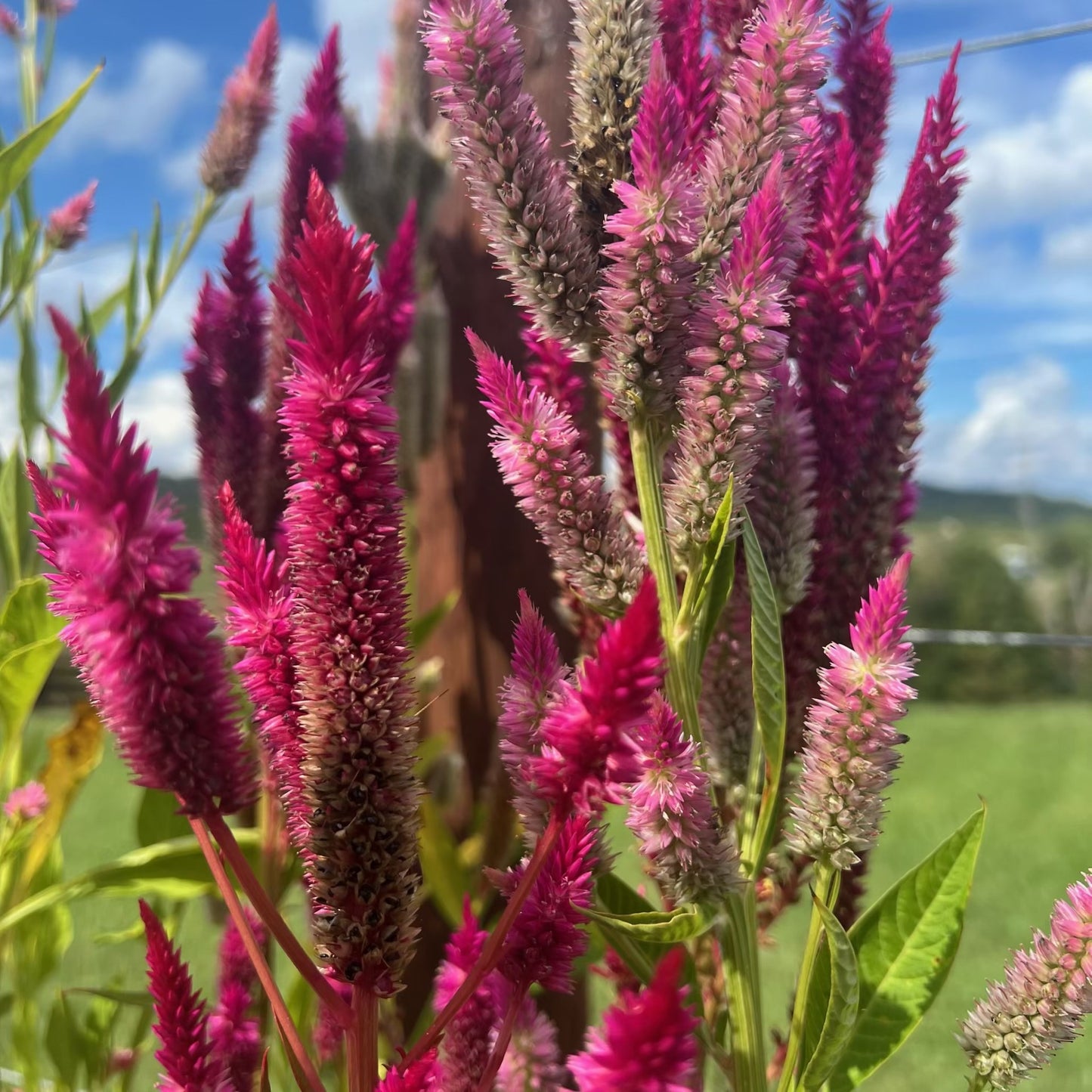Celosia Mix Open Pollinated Hand Harvested Pesticide Free Attracts Bees and Pollinators-100 Seeds